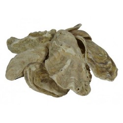 Oyster Shell in Net Bag 5kg